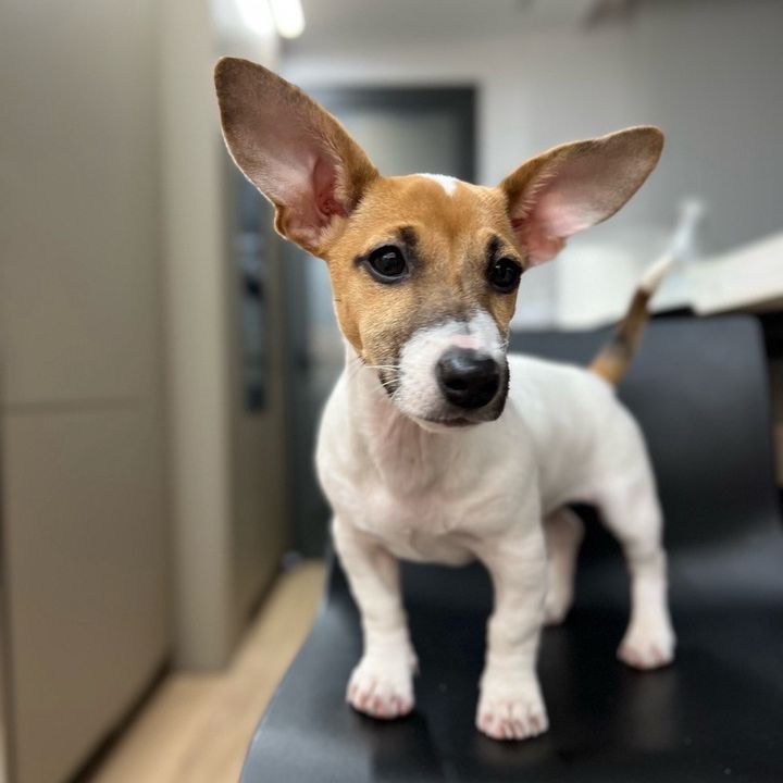lya_jackrussell