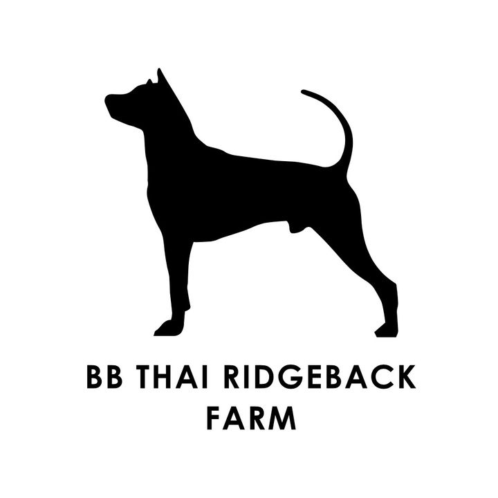 BB THAI RIDGEBACK FARM