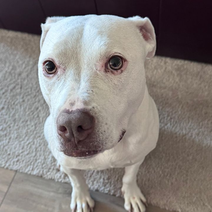 Gwyn The Puppington