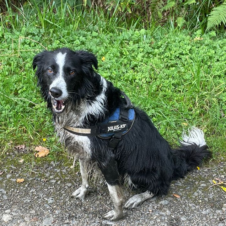 Bailey The Wee Scottish Collie