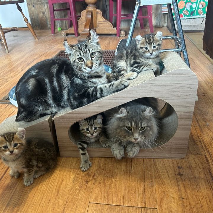 countrycritterscats
