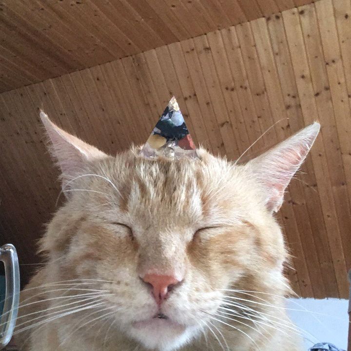 🐈 The Costa Cat 🐈
