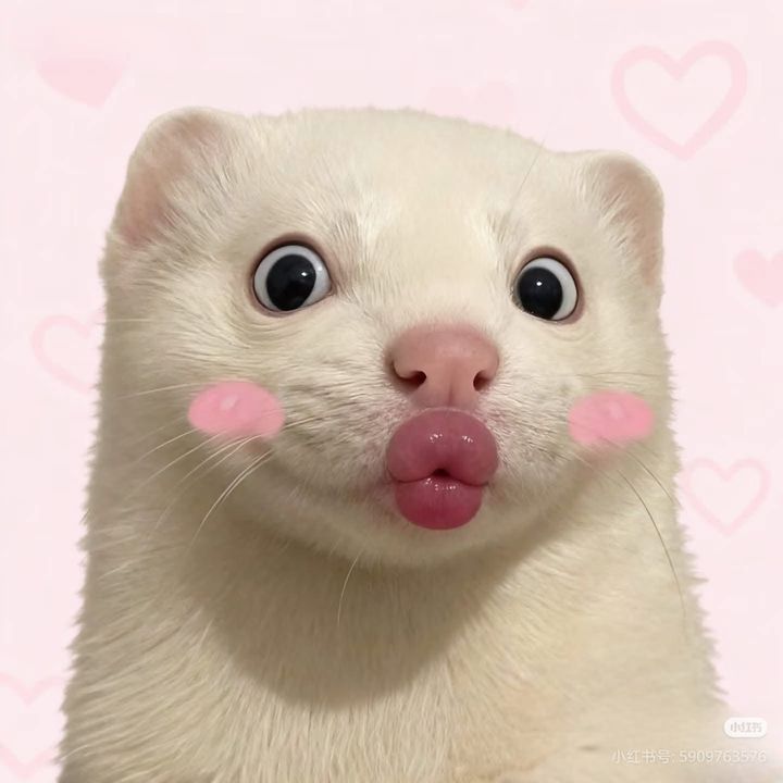 Hi Lin Nè