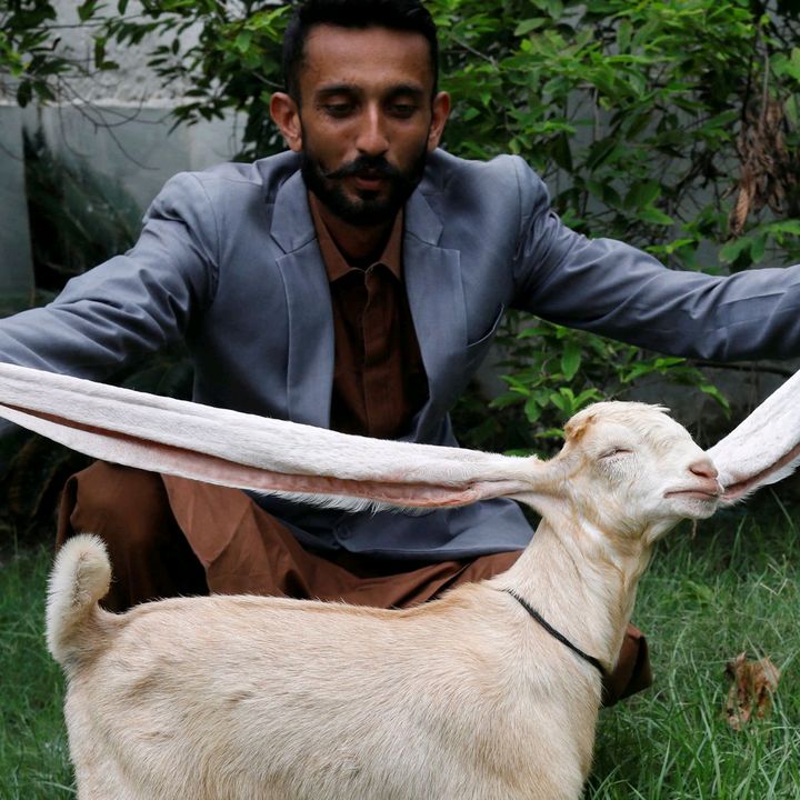🇹🇳🐐