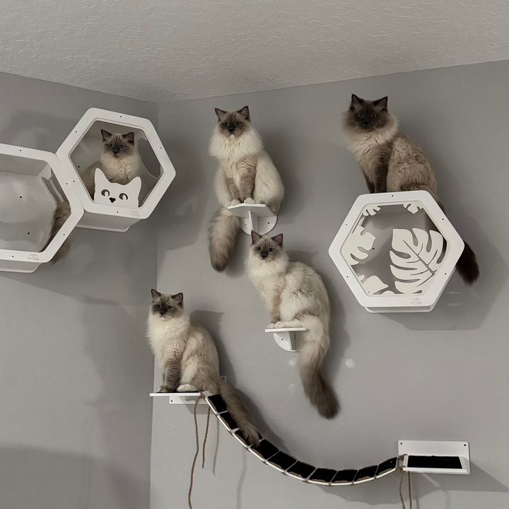 Ridiculous Ragdolls