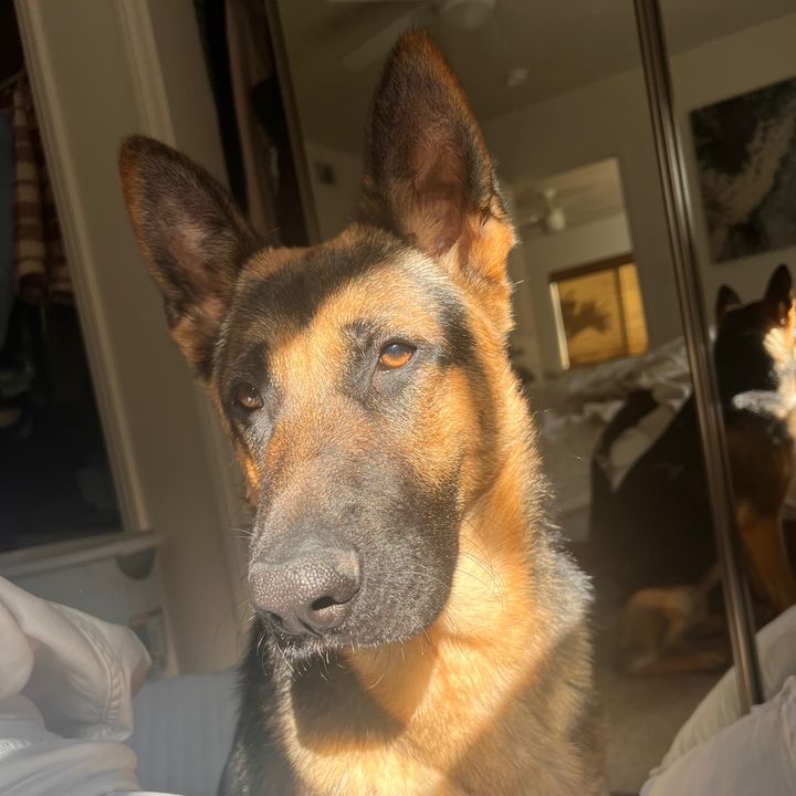 Zeus the German