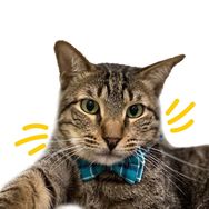 Cat Tigrous