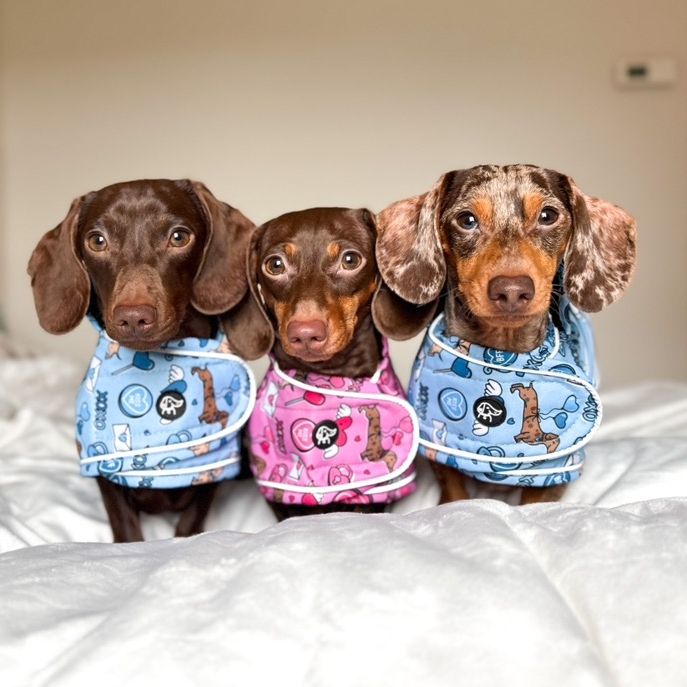 Life with 3 Dachshunds