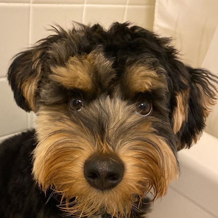 Bruno_the_baby