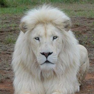 top_animals9