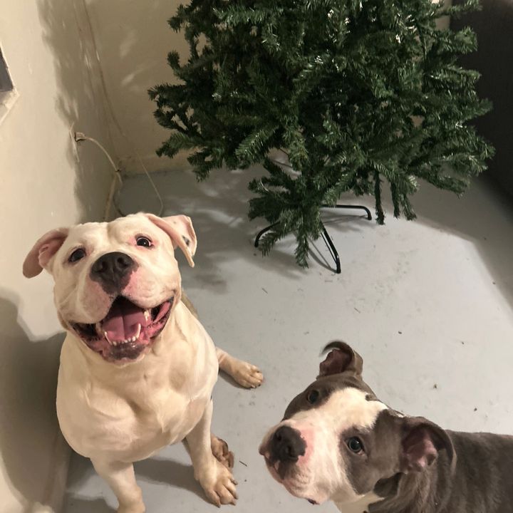 HarelyTheRoyalPup