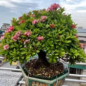 Tôn Bằng Pháp☘️
