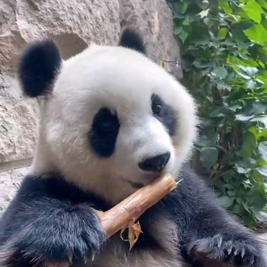 whatpandawoulddo