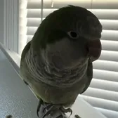Kiwi the Bird