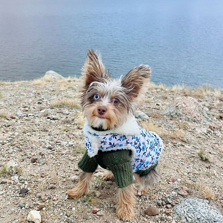Toffee Travels