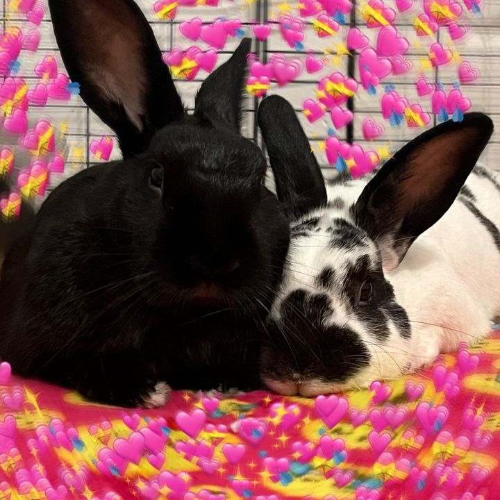 Tootsie & Luna