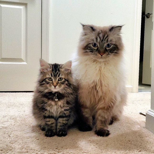 Ollie & Ava - Siberian Kitties