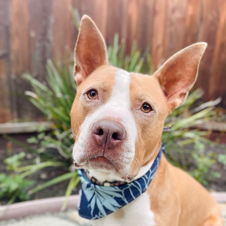 Zeus The Short Bully