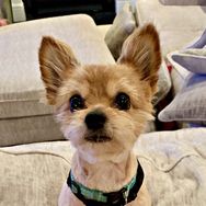 Pancake the Yorkiepom