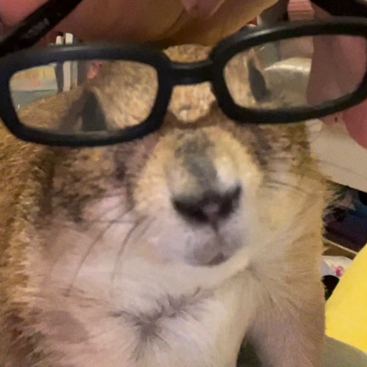 🐿️Pita bread🫓