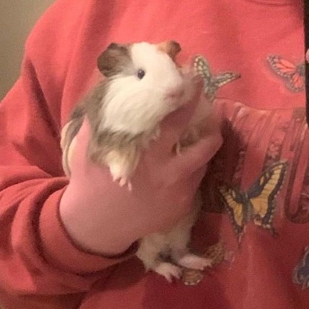 Michelene | Guinea Pig Mom