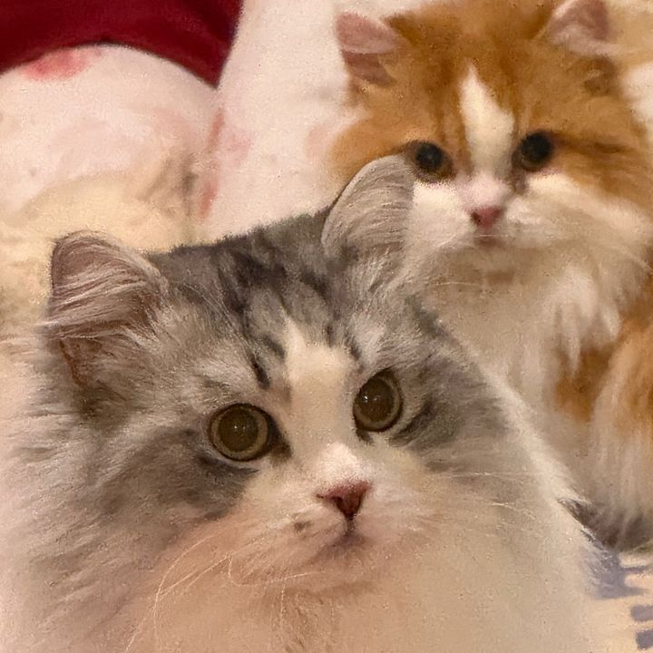 Lazy Family