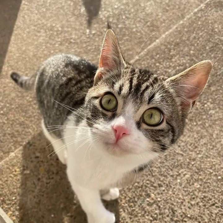 🐶Lovely you🐈