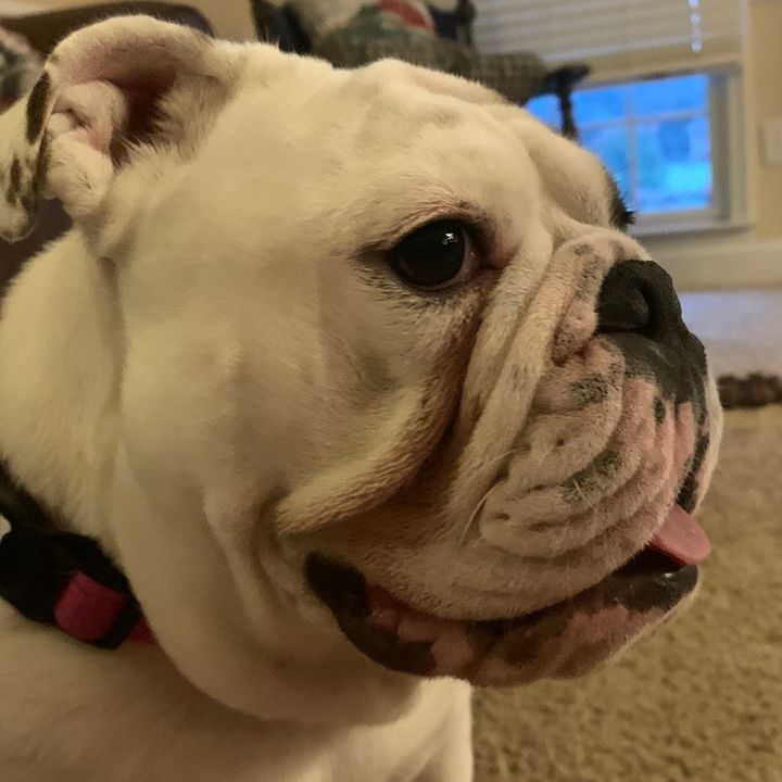 Bella Rose💜