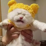 Cat_Manta