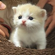 Nocat