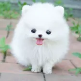 Pet Love