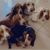 Thebassetfamily