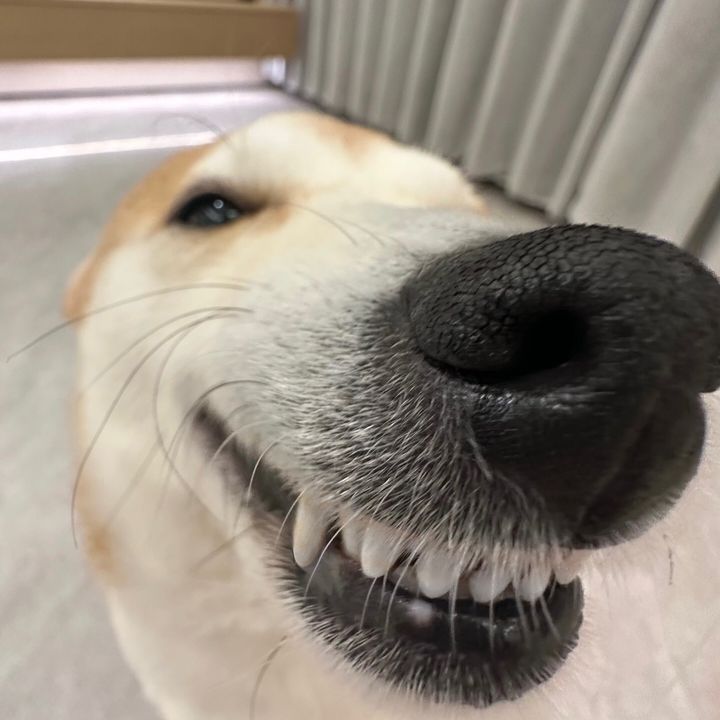 AMY