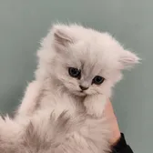 Cat Pippi
