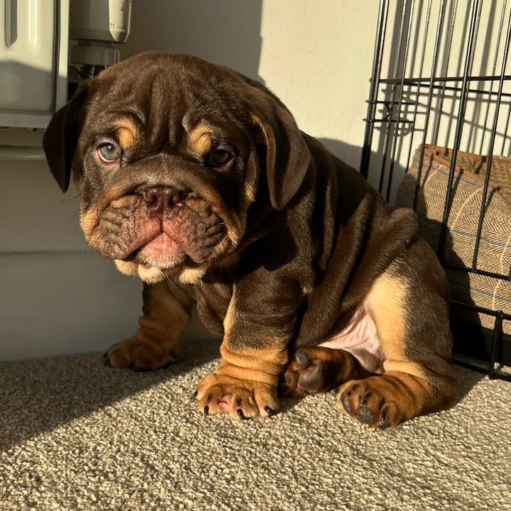 Bert the Bulldog