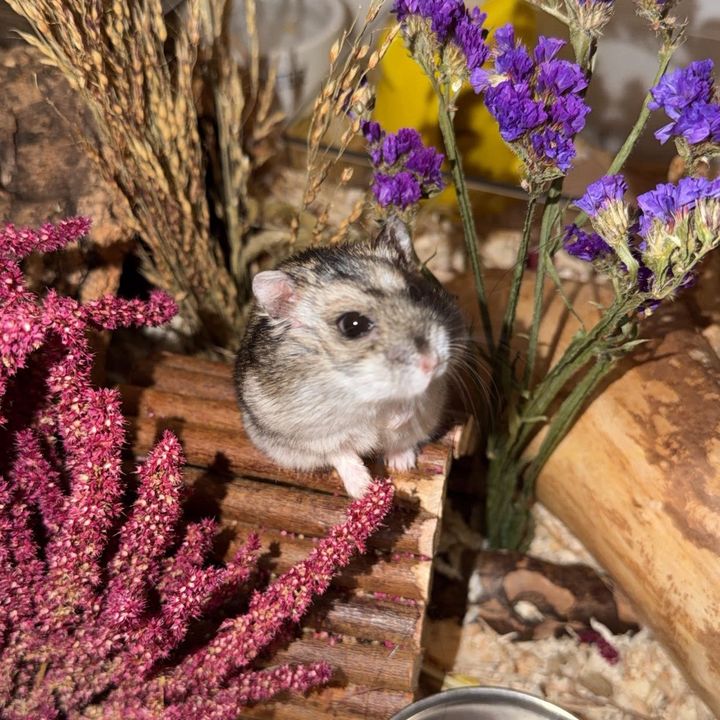 Diabeto the hammy