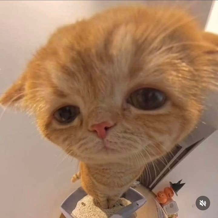 meowmeowmeowmeow7272