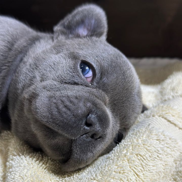 Magnificent Frenchies
