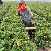 Garcia Soñador