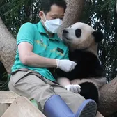 Panda fubao