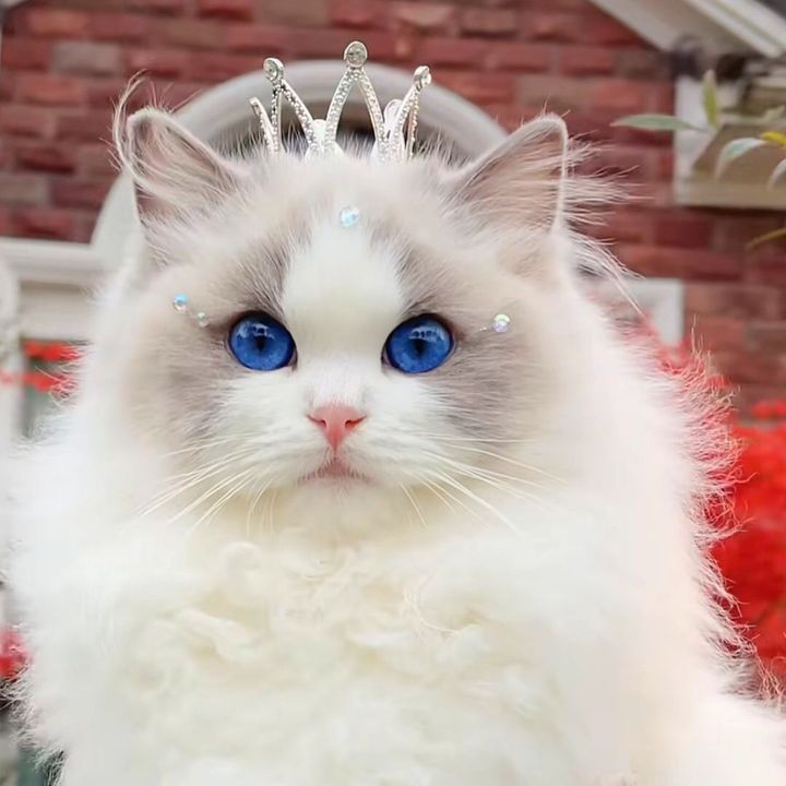 Kk is a cat