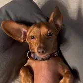 Zoey the dachshund