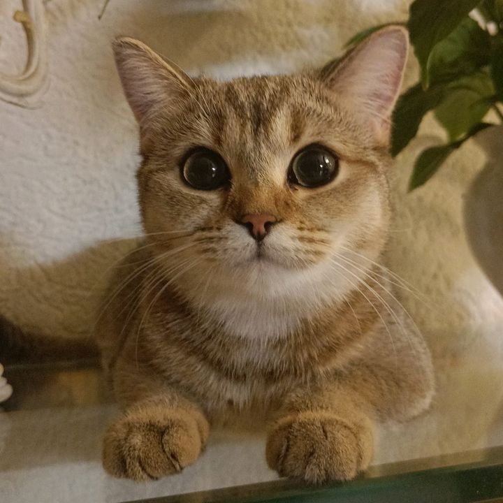 catdraven0