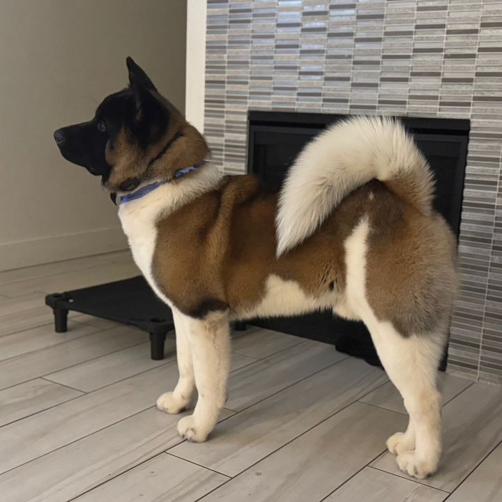 kobe_theakita