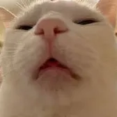 Funny Animal