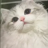 Cup vv