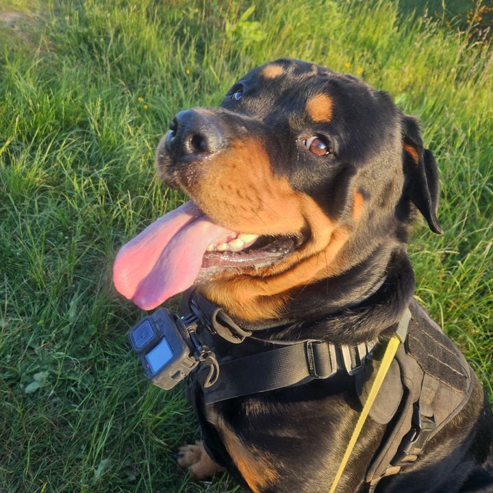 Zeus🐕🇬🇧