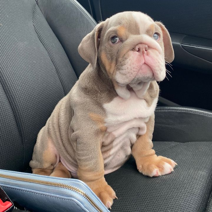 biggie_the_bulldog_