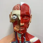 Kara_Anatomy_and_Physiology