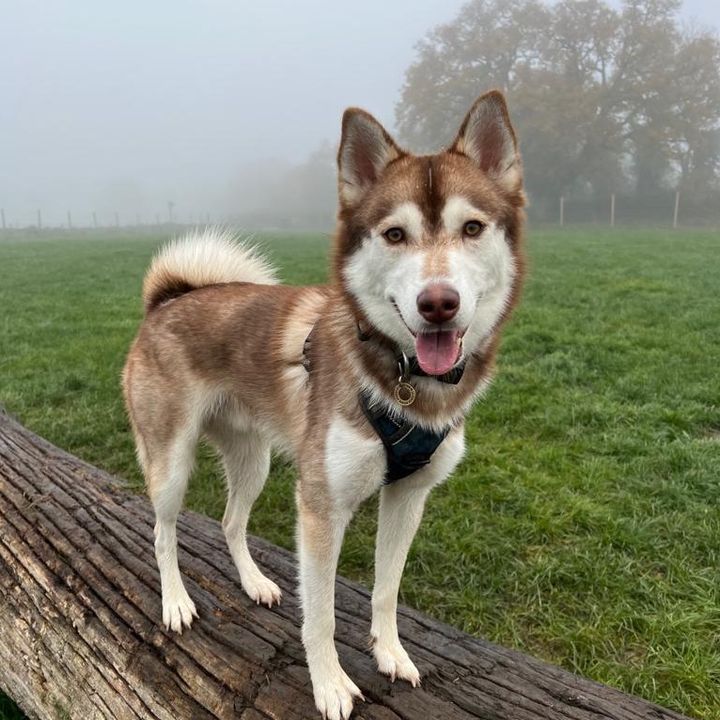 Axel & Zarla Pomsky